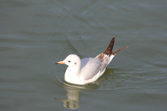 Chroicocephalus ridibundus