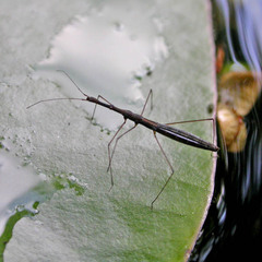 Hydrometra stagnorum