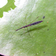 Hydrometra stagnorum