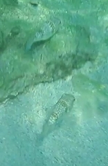 Chelonodontops patoca