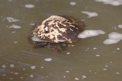Melanochelys trijuga