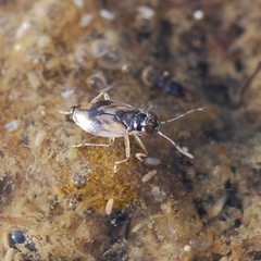 Halosalda lateralis