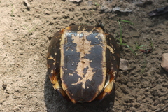 Melanochelys trijuga