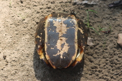 Melanochelys trijuga