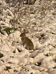 Oryctolagus cuniculus