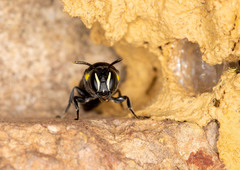 Hylaeus nubilosus