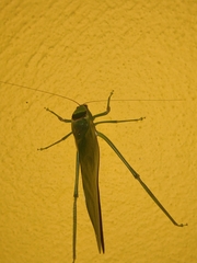 Stilpnochlora