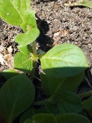 Alternanthera pungens