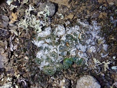 Conophytum comptonii