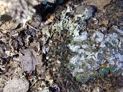 Conophytum comptonii