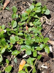 Alternanthera pungens