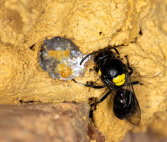 Hylaeus nubilosus