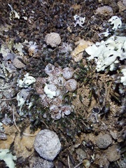 Conophytum comptonii