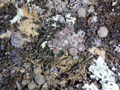 Conophytum comptonii