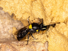 Hylaeus nubilosus