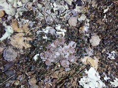 Conophytum comptonii