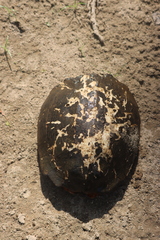 Melanochelys trijuga