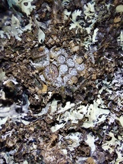 Conophytum comptonii