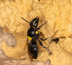 Hylaeus nubilosus