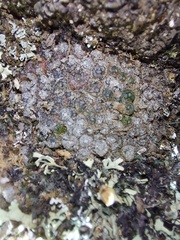 Conophytum comptonii