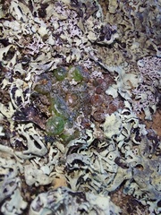 Conophytum comptonii