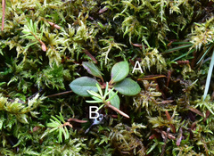 Rhododendron pseudochrysanthum