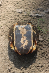 Melanochelys trijuga