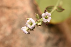 Kalanchoe synsepala