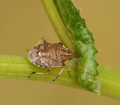 Oncocoris geniculatus