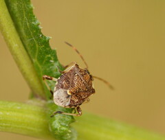 Oncocoris geniculatus