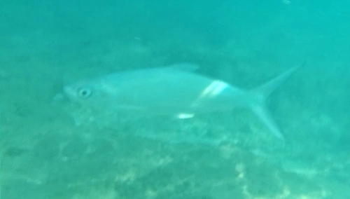 Milkfish