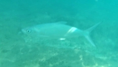 Milkfish