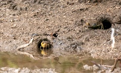 Neosarmatium australiense