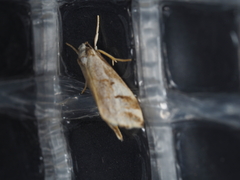 Philenora chionastis