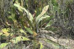 Protea scolopendriifolia