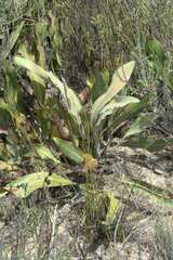 Protea scolopendriifolia