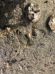 Parablennius laticlavius