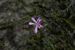 Pelargonium coronopifolium
