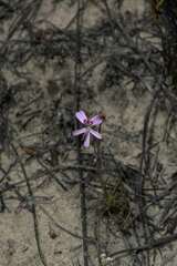 Pelargonium coronopifolium