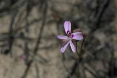 Pelargonium coronopifolium