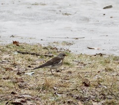 Turdus pilaris