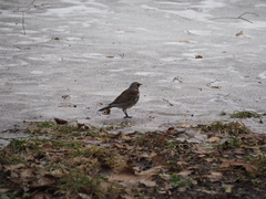 Turdus pilaris