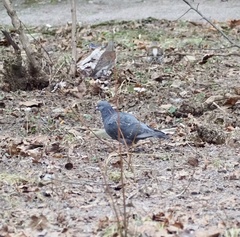 Columba livia domestica