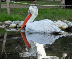 Pelecanus crispus