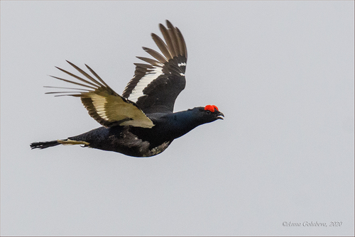 Black Grouse