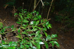 Cinnamomum subavenium