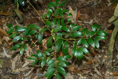Cinnamomum subavenium