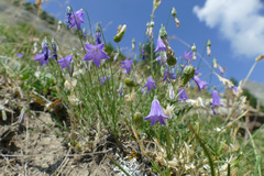 Campanula stenocodon