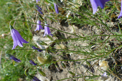 Campanula stenocodon