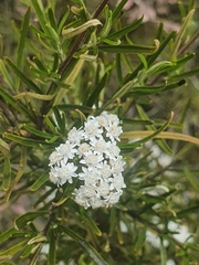 Ozothamnus